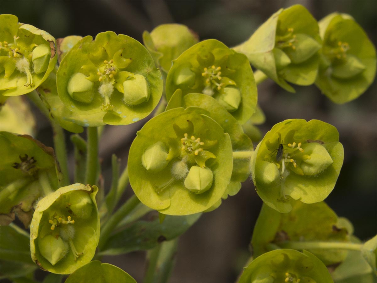 Euphorbia wulfenii